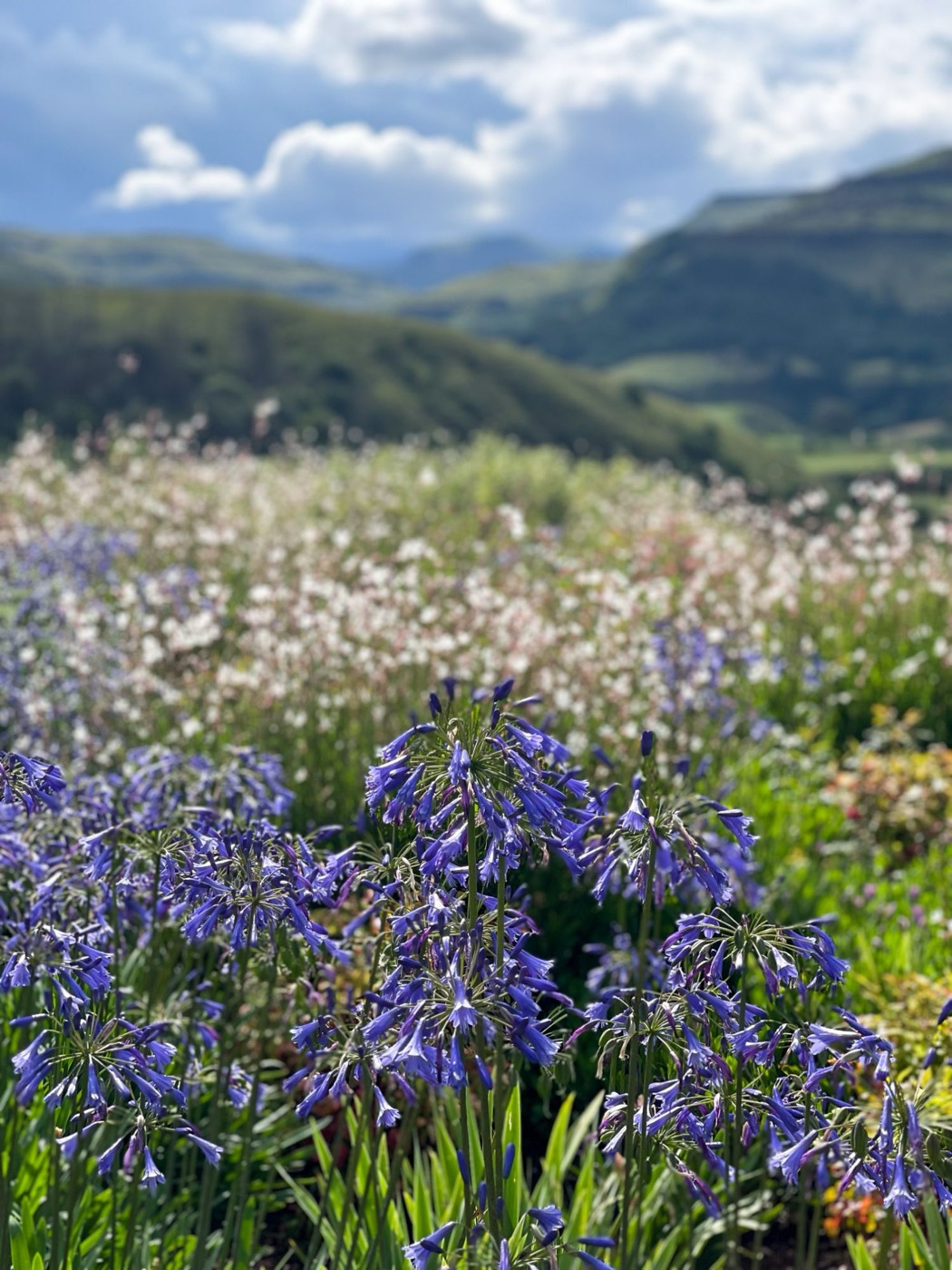 Agapanthus in bloom against the Southern Drakensberg mountains
