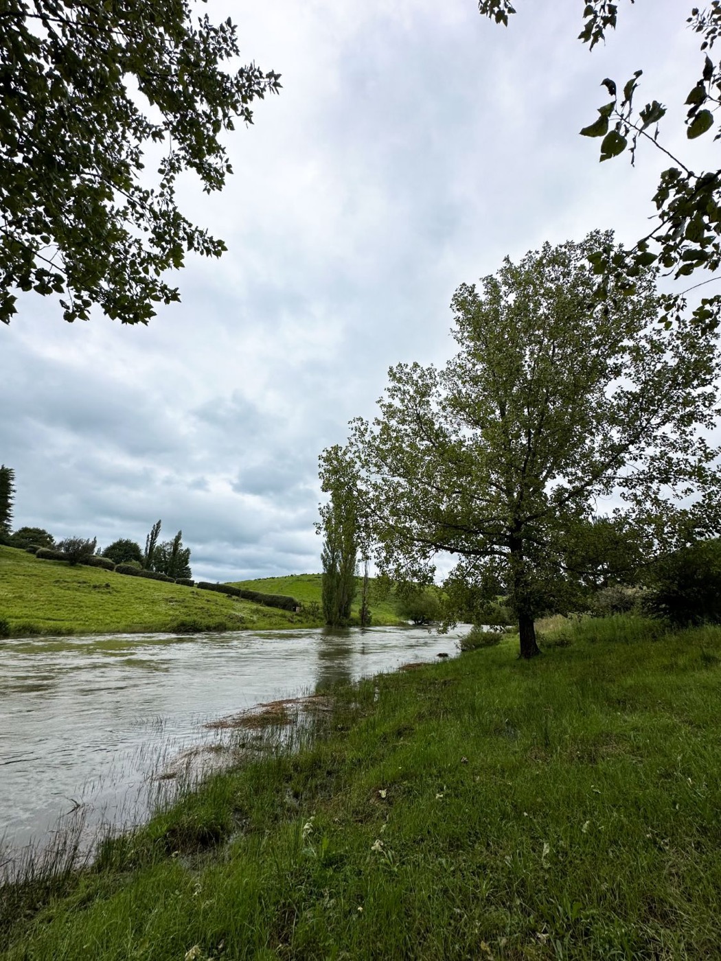 River bank with poplars near Underberg